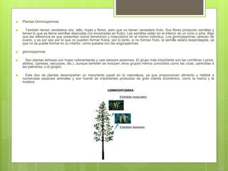  Plantas Gimnospermas
 También tienen verdadera raíz, tallo, hojas y flores, pero que no tienen verdadero fruto. Sus flores producen semillas y
tienen lo que se llama semillas desnudas (no encerradas en fruto). Las semillas están en el interior de un cono o piña. Algo
que las diferencia es que presentan conos femeninos y masculinos en el mismo individuo. Los gimnospermas carecen de
ovario, y es por eso por lo que no pueden formar frutos, por lo tanto, si no forman fruto, la semilla estará desprotegida, ya
que no se puede formar en su interior, como pasaba con las angiospermas.
 gimnospermas
 Son plantas leñosas con hojas rudimentarias y casi siempre perennes. El grupo más importante son las coníferas ( pinos,
abetos, cipreses, secuoyas, etc.), aunque también se incluyen otros grupos menos conocidos como las cicas, parecidas a
las palmeras, o el gingko.
 Este tipo de plantas desempeñan un importante papel en la naturaleza, ya que proporcionan alimento y hábitat a
numerosas especies animales y son fuente de importantes productos de gran interés económico, como la resina y la
madera.
 