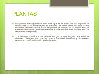 PLANTAS
 Las plantas son organismos que viven fijos en el suelo, no son capaces de
desplazarse y su alimentación es autótrofa. Su color verde se debe a una
sustancia llamada clorofila. Todas las plantas se incluyen en un mismo reino, el
Reino de las Plantas (pincha en el enlace si quieres saber más sobre el reino de
las plantas o vegetales).
 La botánica clasifica a las plantas en grupos que tengan características
similares. Tenemos dos grandes grupos llamados Inferiores y Superiores.
veamos su clasificación más detalladamente.
 