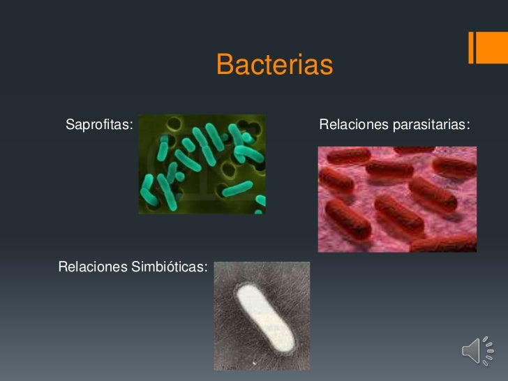 Si si habrá la cebolla unas lombrices