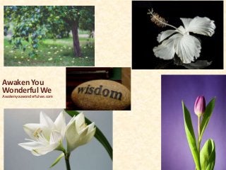 Awaken You
Wonderful We
Awakenyouwonderfulwe.com
 