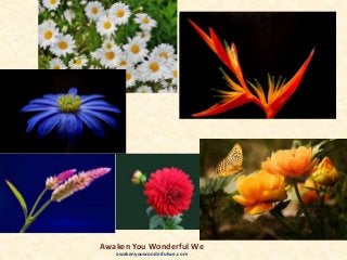 Awaken You Wonderful We
awakenyouwonderfulwe.com
 