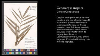 Oenocarpus mapora
Genero:Oenocarpua
Cespitosa con pocos tallos de color
marrón a gris, que alcanzan hasta 10
m de altura y 50 cm de diámetro.
La corona está formada por 8 hojas
con raquis hasta de 2,5 m de longitud y
aproximadamente 50 pinnas de cada
lado, cada una de hasta 60 cm de
largo y 6 cm de ancho.
Los frutos son ovoides, de 3 cm de
largo por 1,5 cm de diámetro y color
morado negruzco.
 