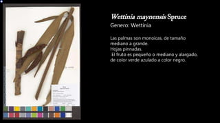 Wettinia maynensis Spruce
Genero: Wettinia
Las palmas son monoicas, de tamaño
mediano a grande.
Hojas pinnadas.
El fruto es pequeño o mediano y alargado,
de color verde azulado a color negro.
 