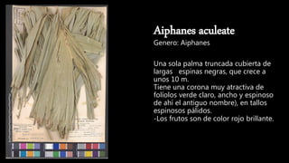 Aiphanes aculeate
Genero: Aiphanes
Una sola palma truncada cubierta de
largas espinas negras, que crece a
unos 10 m.
Tiene una corona muy atractiva de
folíolos verde claro, ancho y espinoso
de ahí el antiguo nombre), en tallos
espinosos pálidos.
-Los frutos son de color rojo brillante.
 