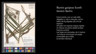 Bactris gasipeas kunth
Genero: Bactris
Crece erecto, con un solo tallo
delgado o, más a menudo, varios
tallos de 8 pulgadas (20 cm) de
espesor-
Armado con espinas negras rígidas
en hileras circulares desde la base
hasta la cumbre
Las hojas son pinnadas, de 3 metros
La fruta es una drupa con pulpa
comestible que rodea
la semilla individual
 