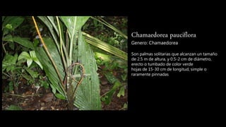 Chamaedorea pauciflora
Genero: Chamaedorea
Son palmas solitarias que alcanzan un tamaño
de 2.5 m de altura, y 0.5-2 cm de diámetro,
erecto o tumbado de color verde
hojas de 15-30 cm de longitud, simple o
raramente pinnadas
 