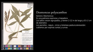 Desmoncus polyacanthos
Genero: Desmoncus
Es una palmera espinosa y trepadora
Los tallos crecen agrupados, y tienen 2-12 m de largo y 0.5-2 cm
de diámetro
Los pecíolos , raquis , cirros y brácteas peduncularesestán
cubiertos por espinas cortas y curvas
 