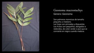 Geonoma macrostachys
Genero: Geonoma
Son palmeras monoicas de tamaño
pequeño a mediano.
Las hojas son pinnadas y dispuestas.
Los frutos son pequeños, alargados o
redondos, de color verde o azul que se
convierte en negro cuando madura.
 