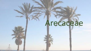 Arecaceae
 