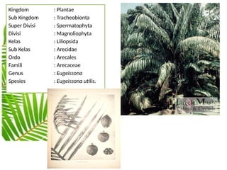 ARECACEAE Kelas A Dssassasassssaljpian Berli.pptx