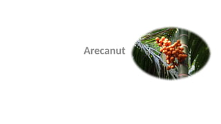 Arecanut Areca catechu Linn. is commonly known as arecanut or betel nut ...