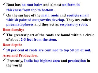 Cent Roots Areca nut production methods and fertilizer application | PPTX