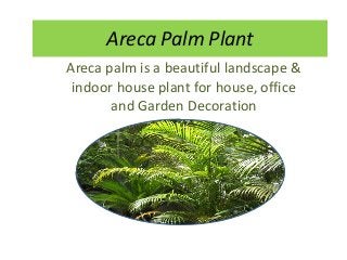 Areca Palm Plant
Areca palm is a beautiful landscape &
 indoor house plant for house, office
       and Garden Decoration
 