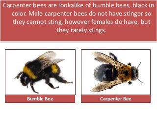 Carpenter bees are lookalike of bumble bees, black in
color. Male carpenter bees do not have stinger so
they cannot sting, however females do have, but
they rarely stings.
Bumble Bee Carpenter Bee
 