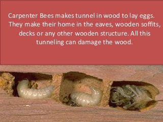 Carpenter Bees makes tunnel in wood to lay eggs.
They make their home in the eaves, wooden soffits,
decks or any other wooden structure. All this
tunneling can damage the wood.
 