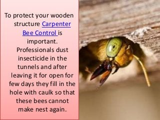 To protect your wooden
structure Carpenter
Bee Control is
important.
Professionals dust
insecticide in the
tunnels and after
leaving it for open for
few days they fill in the
hole with caulk so that
these bees cannot
make nest again.
 
