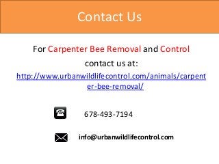 Contact Us
For Carpenter Bee Removal and Control
contact us at:
http://www.urbanwildlifecontrol.com/animals/carpent
er-bee-removal/
678-493-7194
info@urbanwildlifecontrol.com
 