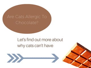 Are Cats Allergic To
Chocolate?
Let's find out more about
why cats can't have
 