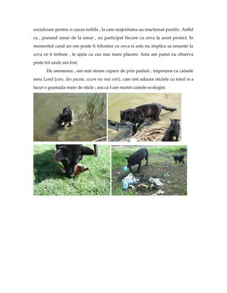 socializare pentru o cauza nobila , la care majoritatea au reactionat pozitiv. Astfel
ca , punand umar de la umar , au participat fiecare cu ceva la acest proiect. In
momentul cand un om poate fi folositor cu ceva si asta nu implica sa renunte la
ceva ce ii trebuie , te ajuta cu cea mai mare placere. Asta am putut eu observa
peste tot unde am fost.
       De asemenea , am mai strans capace de prin paduri , impreuna cu cainele
meu Lord (care, din pacate, acum nu mai este), care imi aducea sticlele cu totul si a
facut o gramada mare de sticle ; asa ca l-am numit cainele ecologist.
 