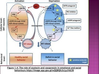 Role of oxytocin and vasopressin neuropsychiatric condition psy ...