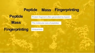 Protein fragment often generated by trypsin
….
The molecular size of peptides
Uniqueness
Mass
Peptide Fingerprinting
Peptide
Mass
Fingerprinting
 