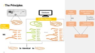 The Principles
Is identical to
In Gel
Digestion
MS
1193.8
845
545.6
887.6
2383.7
In Silico Digestion
Database
1433.8
805.3
3005.3
702.4
988.7
183.9
2133.5
……
1193.7
845.3
545.8
887.8
2383.1
308.5
995
3100.4
Protein sequence
database
Theoretical
peptide masses
In silico
Digestion
Peptide match
Trypic
peptides
MS
Peptide
masses
….
 