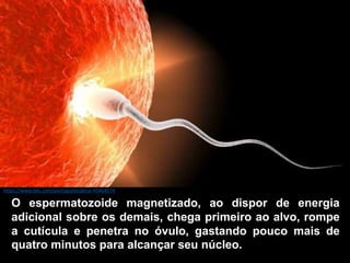 O espermatozoide magnetizado, ao dispor de energia
adicional sobre os demais, chega primeiro ao alvo, rompe
a cutícula e penetra no óvulo, gastando pouco mais de
quatro minutos para alcançar seu núcleo.
https://www.bbc.com/portuguese/geral-45464574
 
