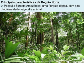 Principais características da Região Norte:
 Possui a floresta Amazônica: uma floresta densa, com alta
biodiversidade vegetal e animal.
Fonte: http://lp-michelet-44.ac-nantes.fr/michelet/assets/files/Save_the_planet.pdf, 2014 (adaptado).
 