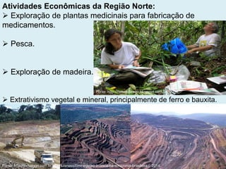 Atividades Econômicas da Região Norte:
 Exploração de plantas medicinais para fabricação de
medicamentos.
 Pesca.
 Exploração de madeira.
 Extrativismo vegetal e mineral, principalmente de ferro e bauxita.
Fonte: http://jornalggn.com.br/blog/luisnassif/mineracao-avanca-na-amazonia-brasileira /, 2014.
Fonte: http://naturezamax.blogspot.com.br/, 2014.
 