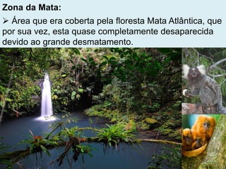 Zona da Mata:
 Área que era coberta pela floresta Mata Atlântica, que
por sua vez, esta quase completamente desaparecida
devido ao grande desmatamento.
 