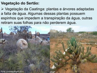 Vegetação do Sertão:
 Vegetação da Caatinga: plantas e árvores adaptadas
a falta de água. Algumas dessas plantas possuem
espinhos que impedem a transpiração da água, outras
retiram suas folhas para não perderem água.
Fonte: Lindinalva Miguel, 2013.
 