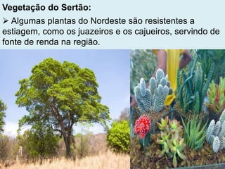 Vegetação do Sertão:
 Algumas plantas do Nordeste são resistentes a
estiagem, como os juazeiros e os cajueiros, servindo de
fonte de renda na região.
 