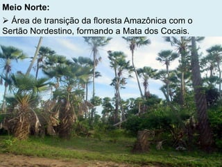 Meio Norte:
 Área de transição da floresta Amazônica com o
Sertão Nordestino, formando a Mata dos Cocais.
 