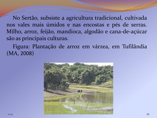 No Sertão, subsiste a agricultura tradicional, cultivada
nos vales mais úmidos e nas encostas e pés de serras.
Milho, arroz, feijão, mandioca, algodão e cana-de-açúcar
são as principais culturas.
  Figura: Plantação de arroz em várzea, em Tufilândia
(MA, 2008)




11:25                                                    28
 