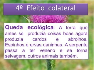 4º Efeito colateral
Queda ecológica: A terra que
antes só produzia coisas boas agora
produzia cardos e abrolhos,
Espinhos e ervas daninhas. A serpente
passa a ter veneno e se torna
selvagem, outros animais também.
 