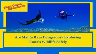 Are Manta Rays Dangerous? Exploring
Kona’s Wildlife Safely
 