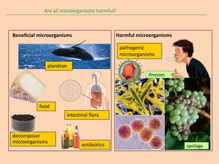Are all microorganisms harmful?



Beneficial microorganisms                  Harmful microorganisms

                                               pathogenic
                                               microorganisms

              plankton
                                                          illnesses




           food
                      intestinal flora


decomposer
microorganisms
                             antibiotics                              spoilage
 