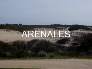 ARENALES
 