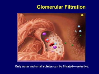 Glomerular Filtration
Only water and small solutes can be filtrated----selective.
 