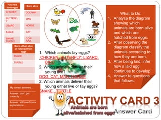 What to Do: 
1. Analyze the diagram 
showing which 
animals are born alive 
and which are 
hatched from eggs. 
2. After observing the 
diagram classify the 
animals according to 
how they are born. 
3. After being laid, infer 
how a laid egg 
continues to develop 
4. Answer te questions 
that follows. 
Hatched 
from eggs 
CHICKEN 
BUTTERFL 
Y 
LIZARD 
EAGLE 
SNAKE 
TURTLE 
Born alive 
DOLPHIN 
MAN 
HORSE 
CAT 
COW 
DOG 
Born either alive 
or hatched from 
eggs 
SNAKE 
TURTLE 
1. Which animals lay eggs? 
CHICKEN, BUTERFLY, LIZARD, 
BIRD 
2. Which animals deliver their 
young live? 
DOG, CAT, MAN, HORSE 
3. Which animals deliver their 
young either live or lay eggs? 
SNAKE , TURTLE 
My correct answers… 
___________________ 
Answer I don’t get 
correctly… 
___________________ 
Answer I still need more 
explanations… 
___________________ 
 