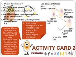 The zygote is a 
fertilized egg that 
eventually develops 
into an embryo or 
baby organism. ( Just 
like balut). If the egg 
is not fertilized, it 
spoils. 
Fertilization is sexual 
reproduction because 
it involves the union 
of female sex cell 
called egg cel and a 
male sex cell called 
sperm cell. 
Reproduction is the 
process by which 
organism produce 
young ones. 
embryo 
Laid as egg or hatched 
alive 
(young organism) 
What to Do: 
1. Analyze the 
development of the 
fertilized egg as 
shown in the 
illustration. 
2. Based on your 
analysis on 
fertilization, answer 
the questions. 
1. Which is the male sex cell? 
S _ _ _ _ cell 
2. Which is the female sex cell? 
E _ _ cell 
3. What is formed when the sex cells unite? 
Z _ _ _ _ E 
4. How would you call the kind of reproduction when 
the sex cells are involved? 
S _ _ _ _ L 
5. After the egg had been fertilized, what do you call the 
young organism? 
E M _ _ _ _ 
Egg cell 
(female sex 
cell) 
(male sex 
cell) 
(developing 
egg) 
(fertilized 
egg) 
 