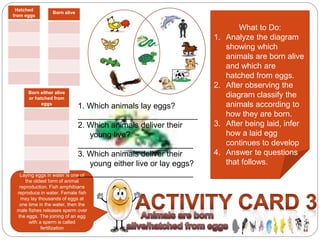 Laying eggs in water is one of 
the oldest form of animal 
reproduction. Fish amphibians 
reproduce in water. Female fish 
may lay thousands of eggs at 
one time in the water, then the 
male fishes releases sperm over 
the eggs. The joining of an egg 
with a sperm is called 
fertilization 
What to Do: 
1. Analyze the diagram 
showing which 
animals are born alive 
and which are 
hatched from eggs. 
2. After observing the 
diagram classify the 
animals according to 
how they are born. 
3. After being laid, infer 
how a laid egg 
continues to develop 
4. Answer te questions 
that follows. 
Hatched 
from eggs 
Born alive 
Born either alive 
or hatched from 
eggs 1. Which animals lay eggs? 
___________________________ 
2. Which animals deliver their 
young live? 
__________________________ 
3. Which animals deliver their 
young either live or lay eggs? 
__________________________ 
 