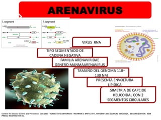 Arenavirus Examples ARENAVIRUS FIEBRE HEMORRAGICA BOLIVIANA-1-1.pptx
