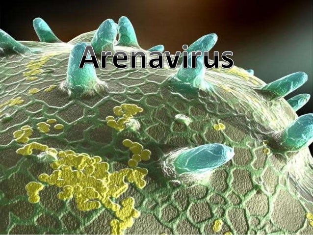 Resultado de imagen para arenavirus ratones