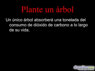 Plante un árbol
Un único árbol absorberá una tonelada del
consumo de dióxido de carbono a lo largo
de su vida.
 