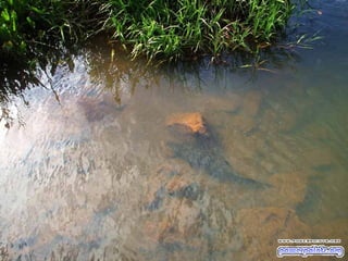 Arenera puenteareas cascadas impresionantes