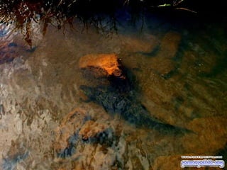 Arenera puenteareas cascadas impresionantes