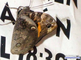 Arenera puenteareas cascadas impresionantes