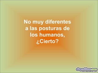 No muy diferentes
a las posturas de
los humanos,
¿Cierto?
 