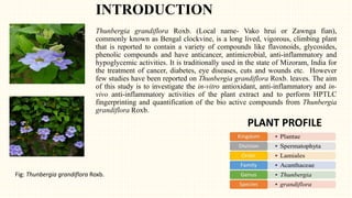INTRODUCTION
Thunbergia grandiflora Roxb. (Local name- Vako hrui or Zawnga fian),
commonly known as Bengal clockvine, is a long lived, vigorous, climbing plant
that is reported to contain a variety of compounds like flavonoids, glycosides,
phenolic compounds and have anticancer, antimicrobial, anti-inflammatory and
hypoglycemic activities. It is traditionally used in the state of Mizoram, India for
the treatment of cancer, diabetes, eye diseases, cuts and wounds etc. However
few studies have been reported on Thunbergia grandiflora Roxb. leaves. The aim
of this study is to investigate the in-vitro antioxidant, anti-inflammatory and in-
vivo anti-inflammatory activities of the plant extract and to perform HPTLC
fingerprinting and quantification of the bio active compounds from Thunbergia
grandiflora Roxb.
PLANT PROFILE
Fig: Thunbergia grandiflora Roxb.
 